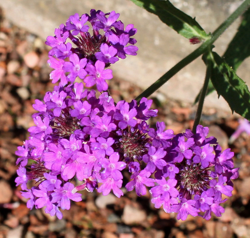 Image of Verbena rigida specimen.