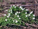 Anemone altaica