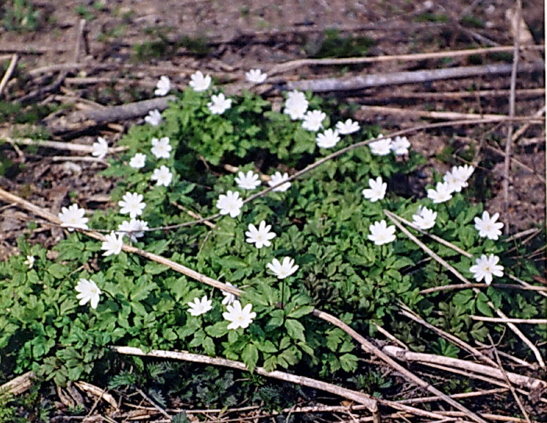 Изображение особи Anemone altaica.