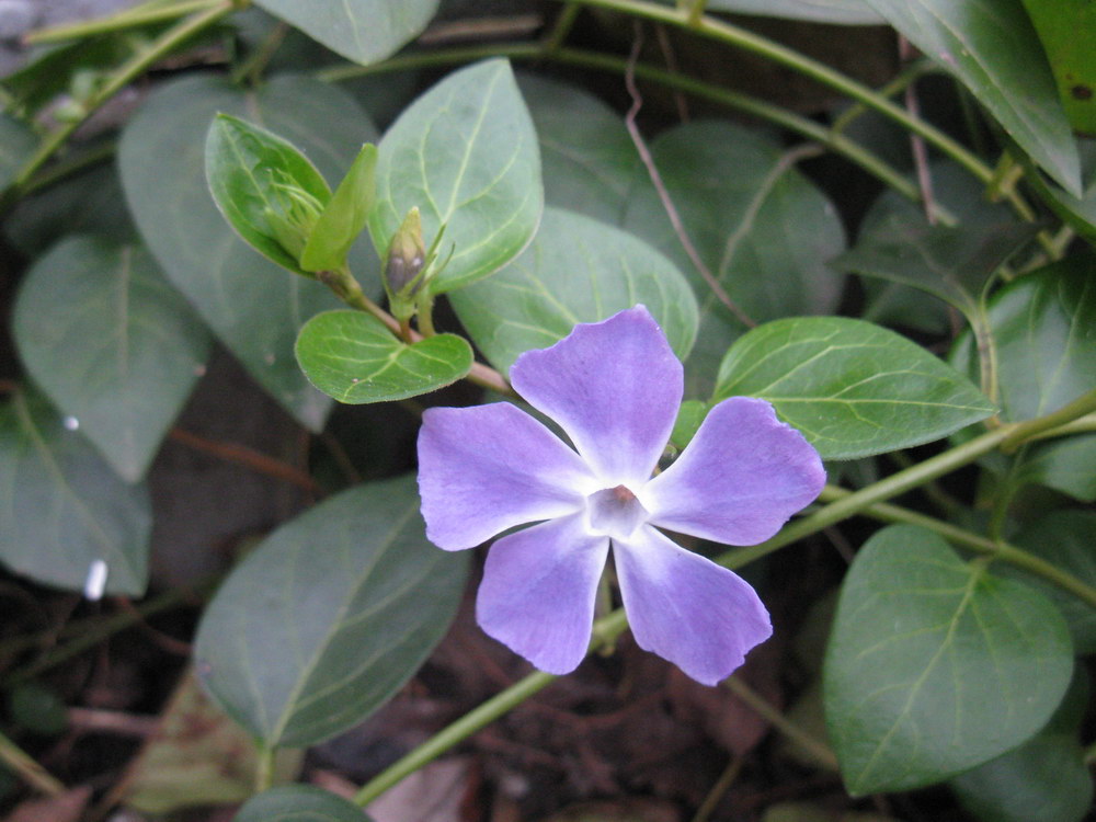 Image of Vinca major specimen.