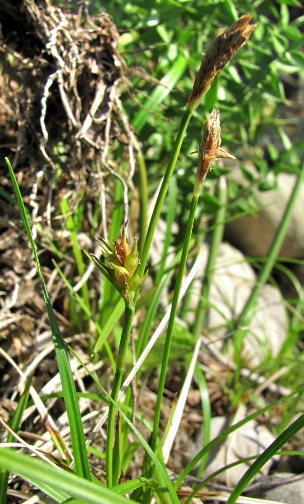 Изображение особи Carex michelii.