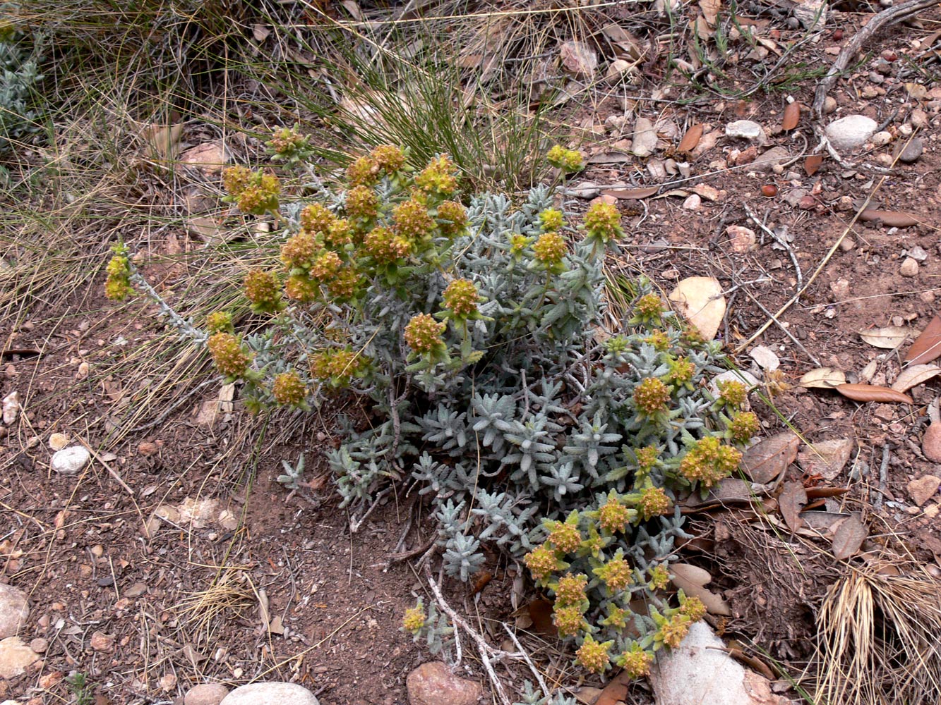 Изображение особи Teucrium aureum.