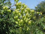 Koelreuteria paniculata. Соплодие с незрелыми плодами. Украина, г. Запорожье, Запорожский детский ботанический сад. 02.08.2008.