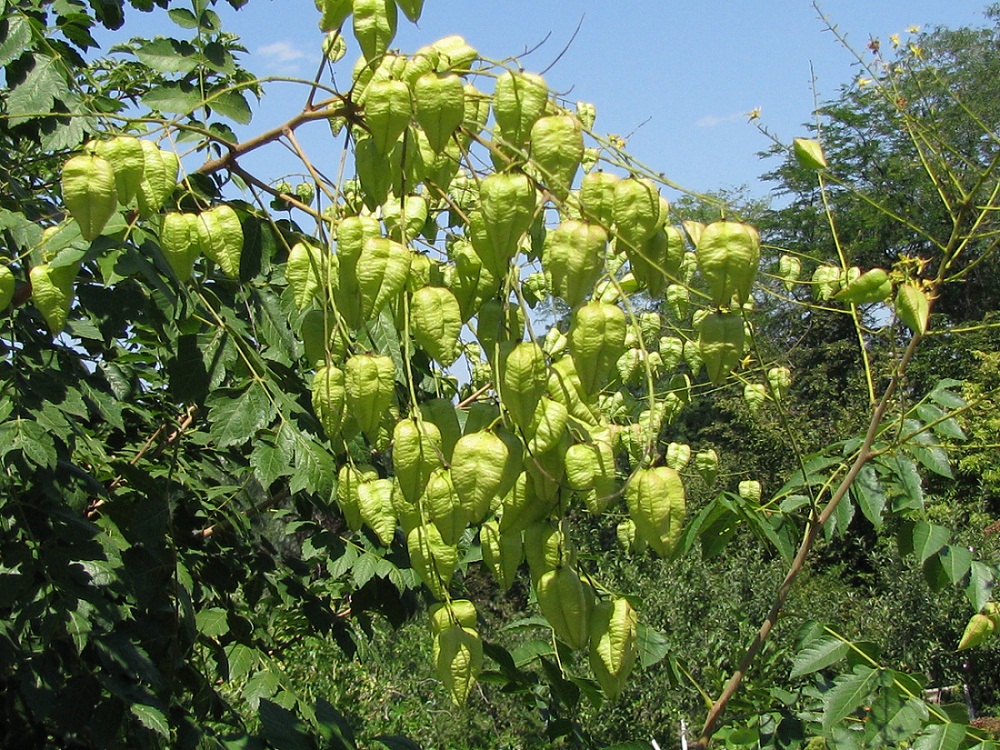 Image of Koelreuteria paniculata specimen.