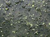 Potamogeton crispus