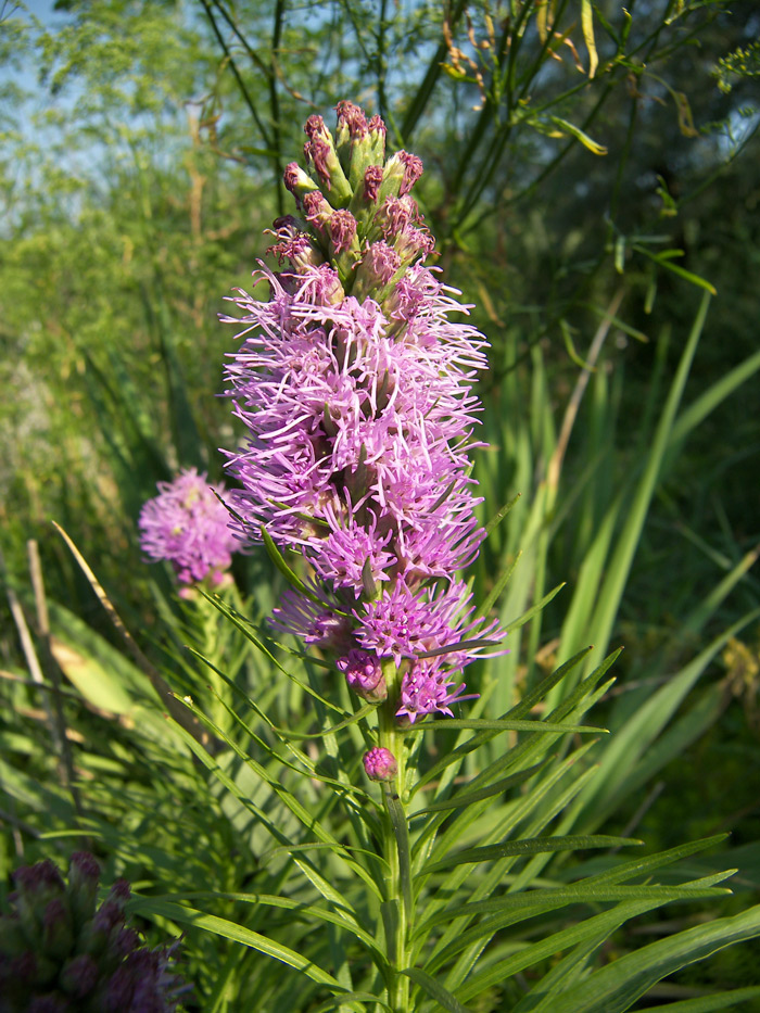 Изображение особи Liatris spicata.