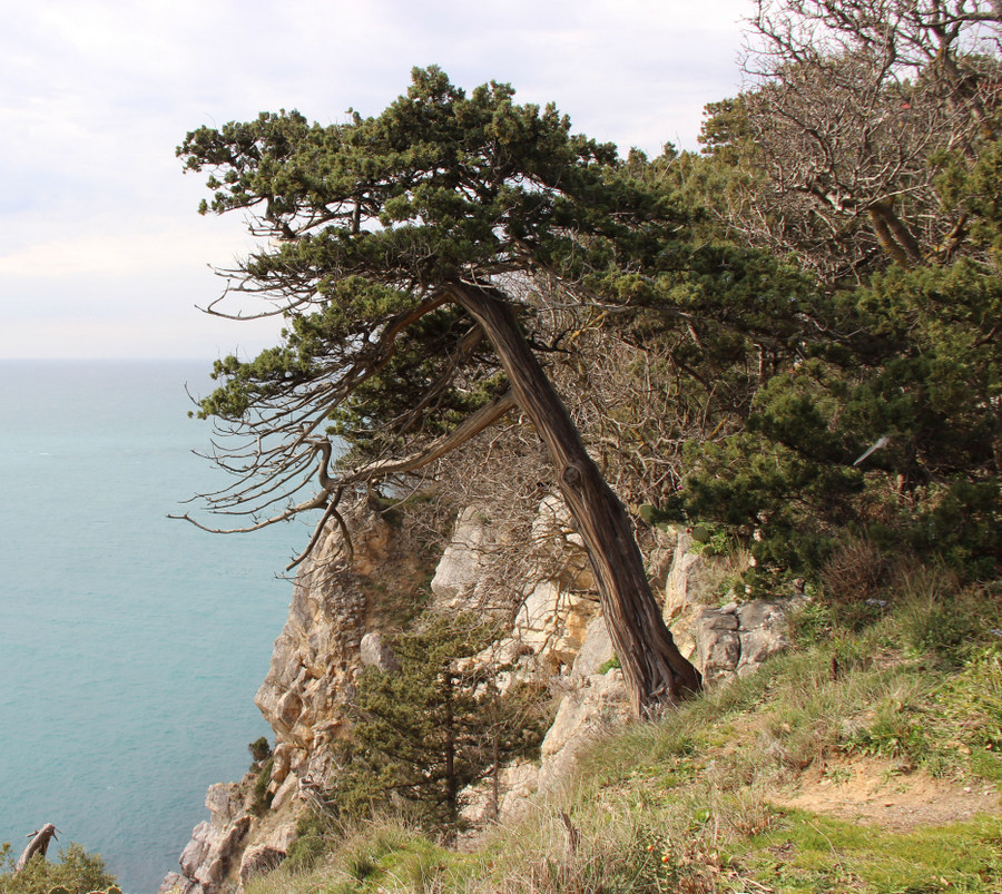 Image of Juniperus excelsa specimen.