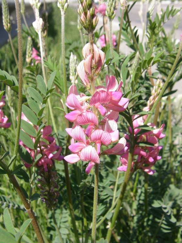 Изображение особи Onobrychis viciifolia.