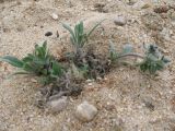 Craniospermum subvillosum