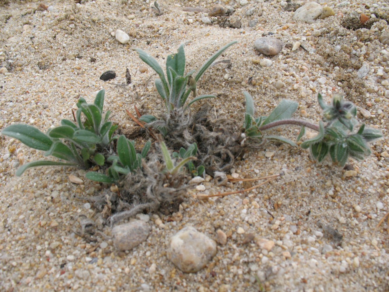 Image of Craniospermum subvillosum specimen.