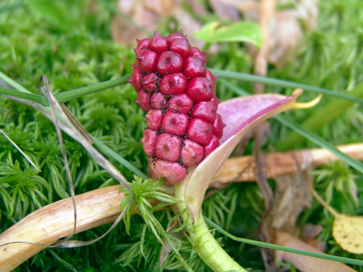 Image of Calla palustris specimen.