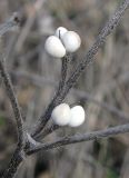 Aegonychon purpureocaeruleum. Часть побега с плодами. Крым, Карадагский заповедник. 3 апреля 2013 г.