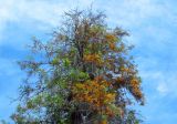 Grevillea robusta. Верхняя часть кроны цветущего дерева. Израиль, Шарон, г. Герцлия, в культуре. 11.04.2013.