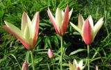 Tulipa clusiana