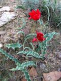 Tulipa suaveolens