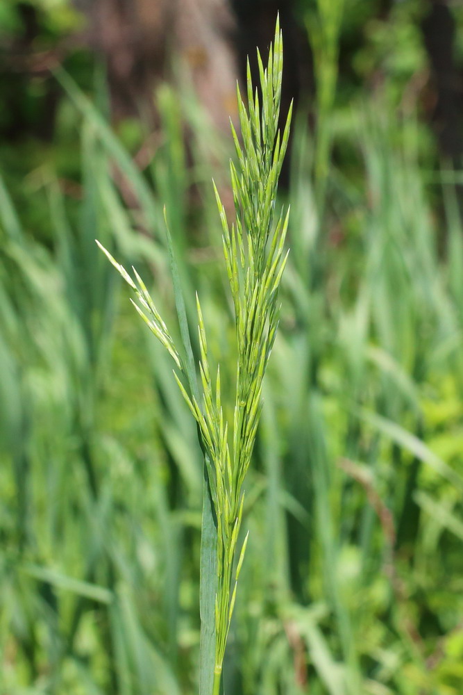 Изображение особи Bromopsis inermis.