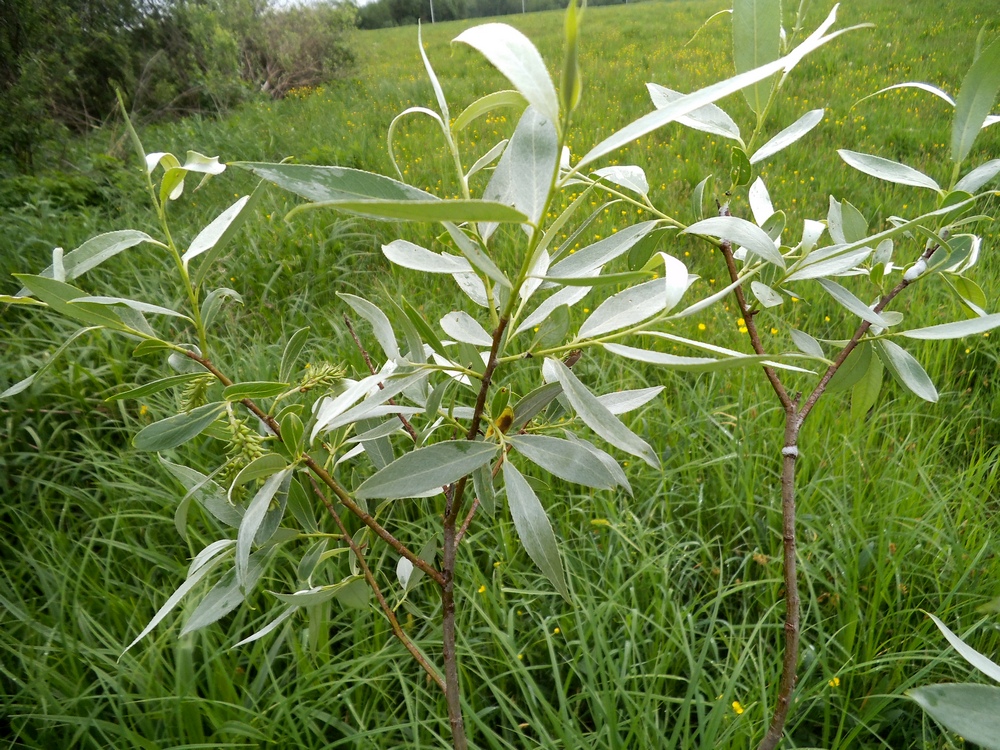 Изображение особи Salix alba.