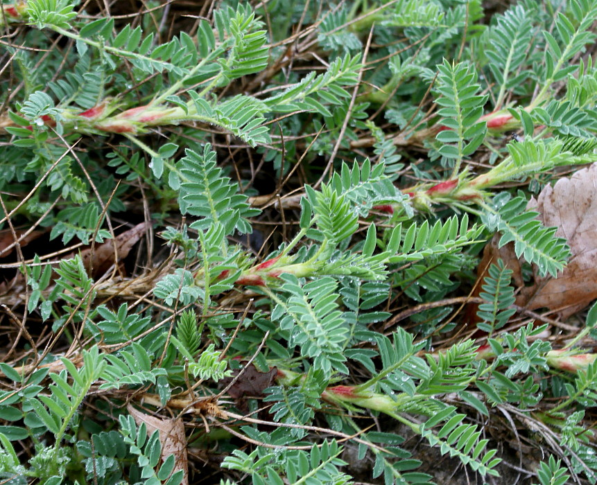 Image of Astragalus sempervirens specimen.