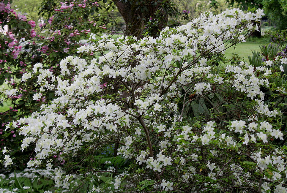 Изображение особи Rhododendron oreodoxa.