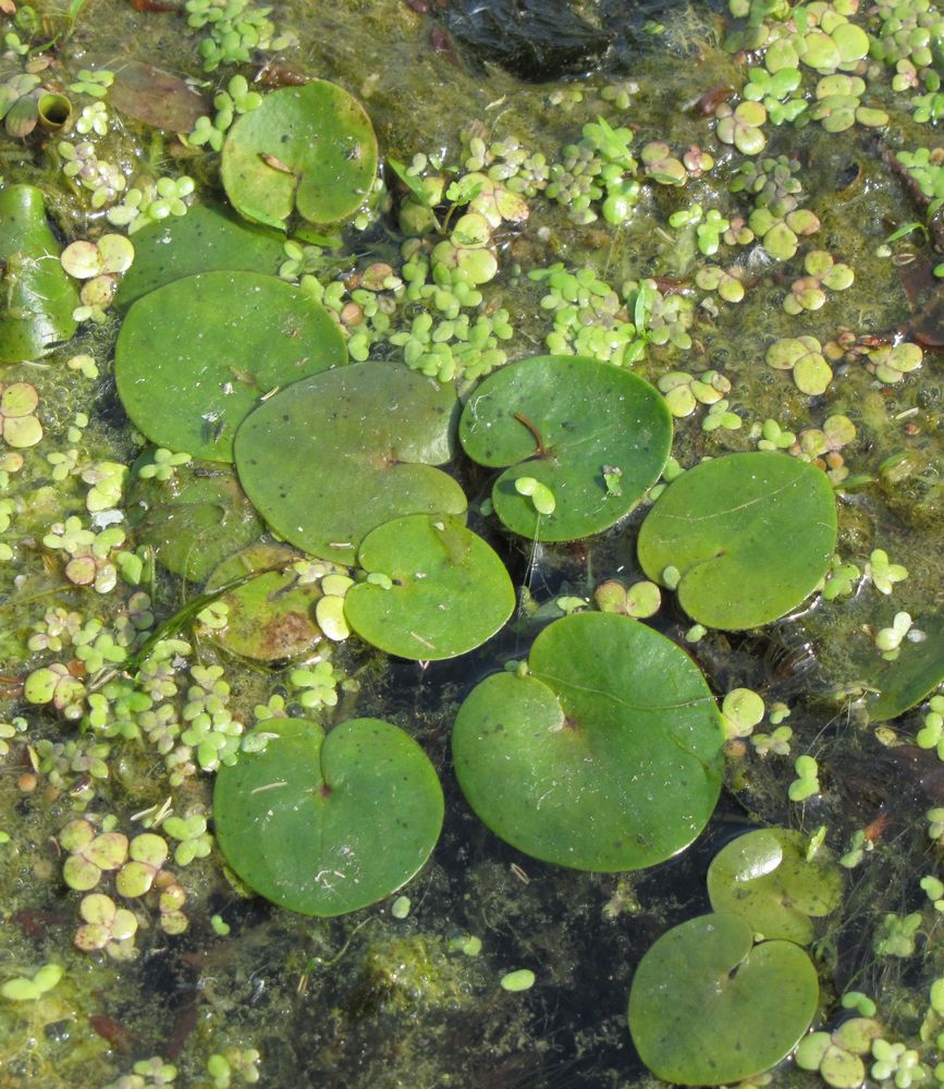 Image of Hydrocharis morsus-ranae specimen.