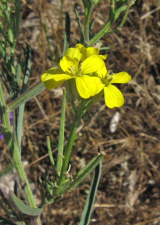 Изображение особи Erysimum canescens.