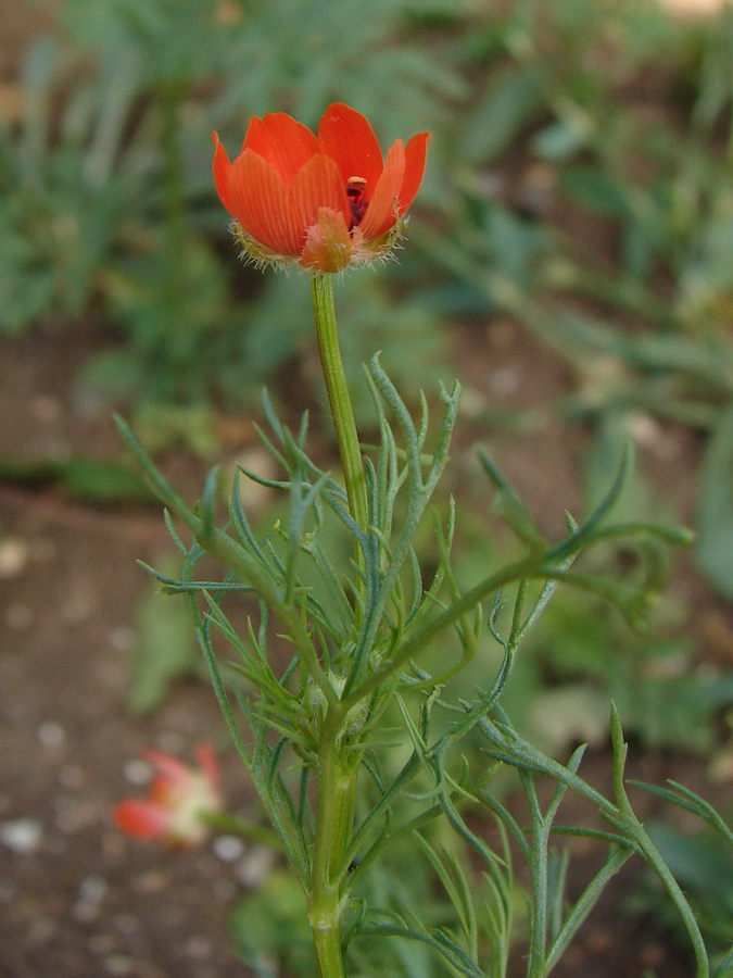 Изображение особи Adonis flammea.