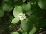 Viburnum lantana. Ветвь с соцветием. Санкт-Петербург. 2 июня 2009 г.