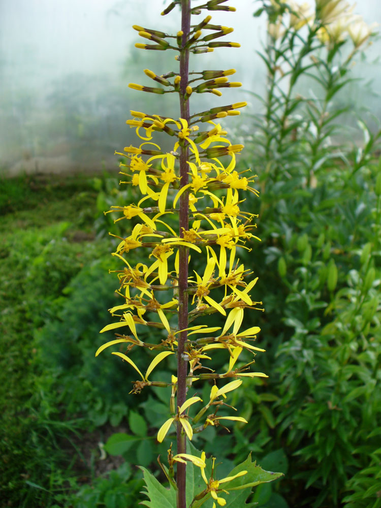 Image of Ligularia przewalskii specimen.