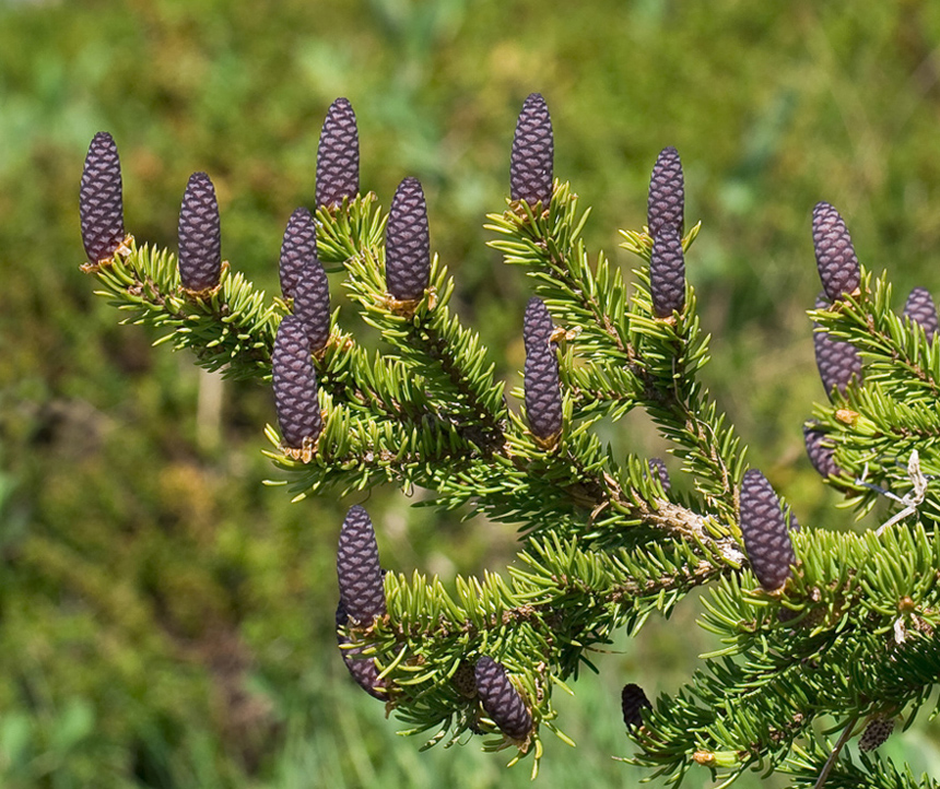 Изображение особи Picea obovata.