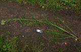 Achillea jenisseensis