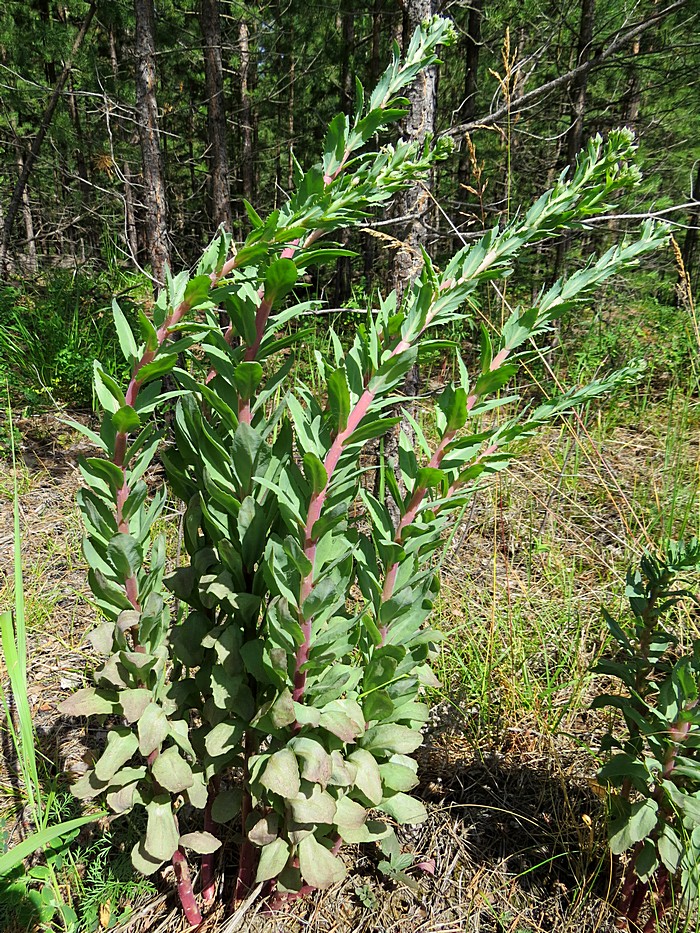 Изображение особи Hylotelephium triphyllum.