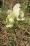 Aconitum confertiflorum. Верхушка побега с соцветием. Крым, южный склон Бабуган-Яйлы. 17 августа 2013 г.