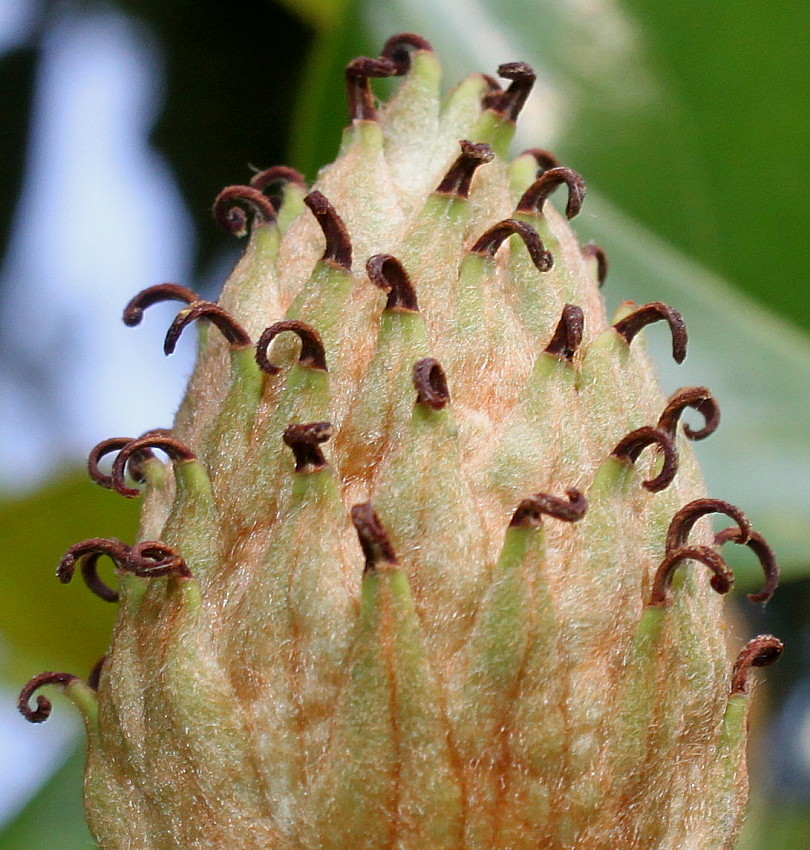 Image of Magnolia grandiflora specimen.