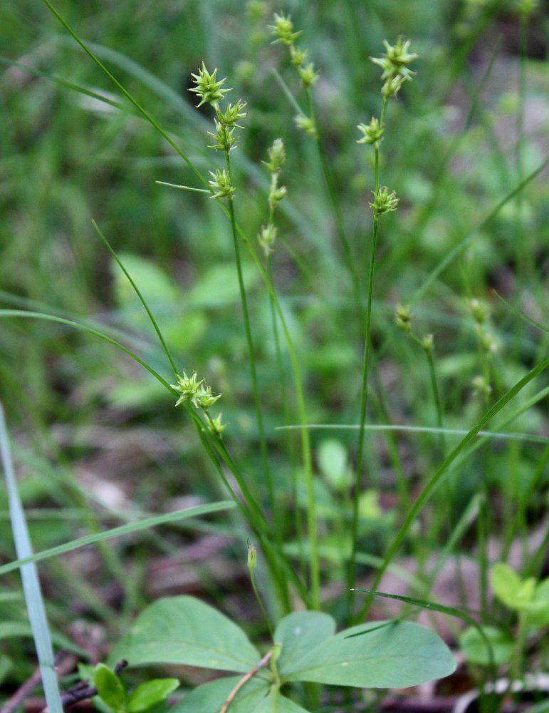 Image of Carex echinata specimen.