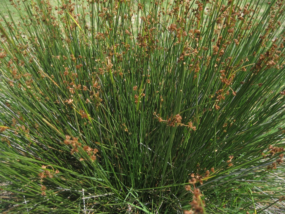 Image of Juncus acutus specimen.