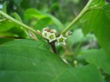 Frangula alnus