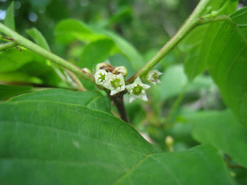 Изображение особи Frangula alnus.