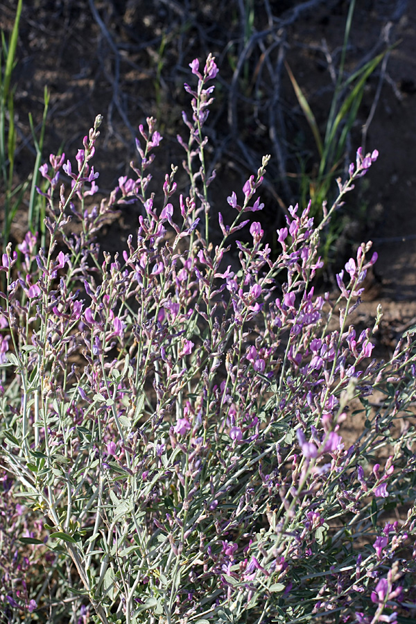 Изображение особи Astragalus macrocladus.