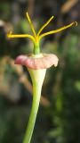 Eschscholzia californica. Цветок после опадения лепестков. Краснодарский край, Крымский р-н, окр. станицы Нижнебаканская, обочина горно-лесной дороги. 28.09.2013.