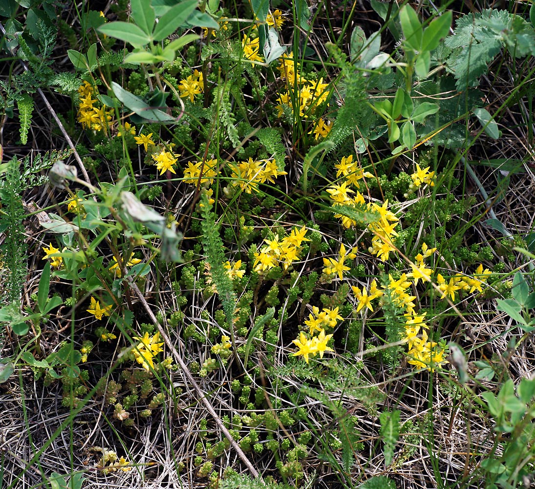 Изображение особи Sedum acre.