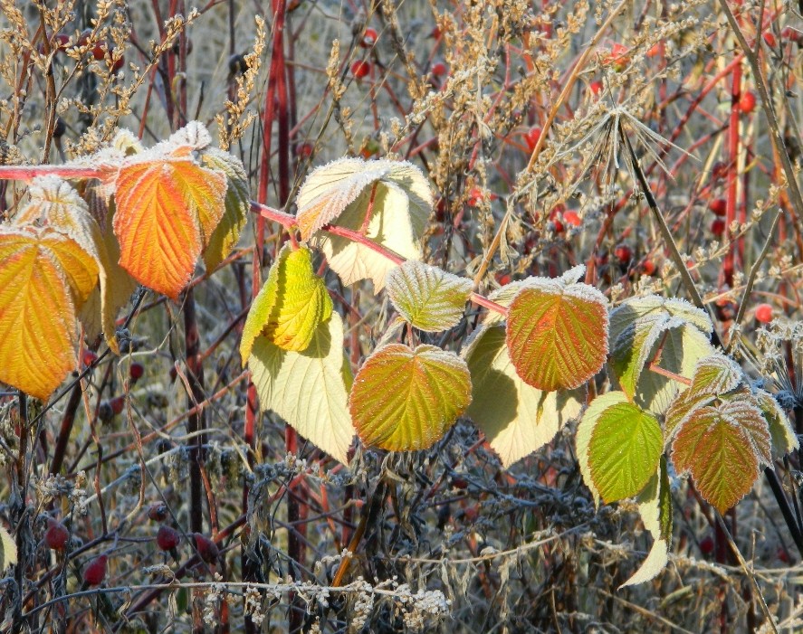 Изображение особи Rubus idaeus.