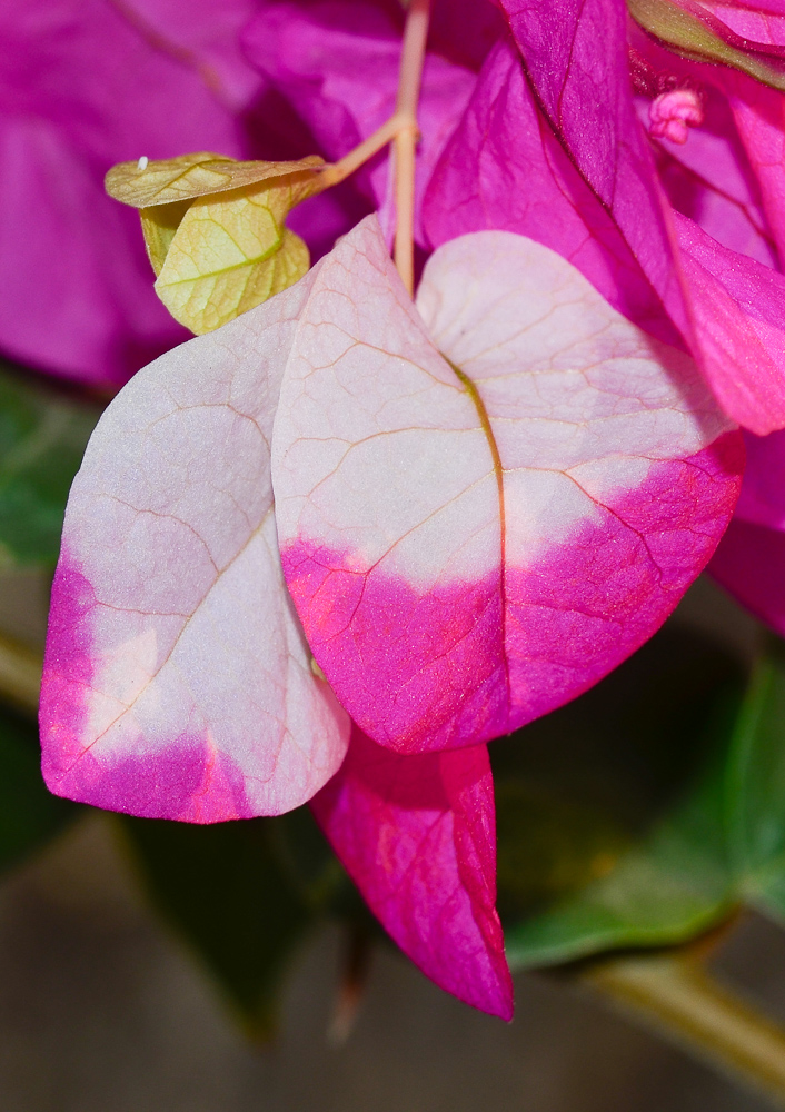 Изображение особи род Bougainvillea.