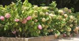 Hydrangea macrophylla. Группа цветущих растений в культуре. Крым, Ялтинский горсовет, пос. Никита, Никитский ботанический сад, в культуре. 5 августа 2013 г.