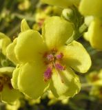 Verbascum marschallianum