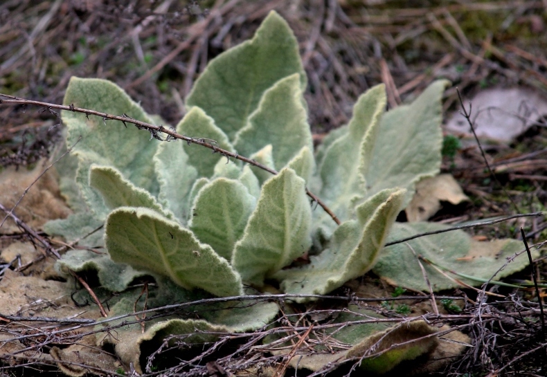 Image of genus Verbascum specimen.