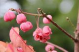 Euonymus sieboldianus