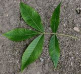 Carya glabra