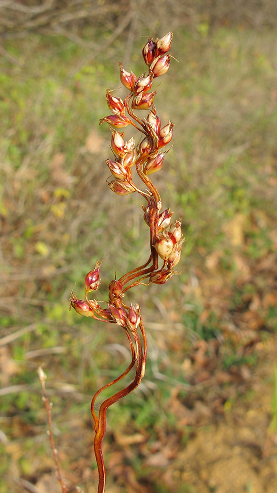 Изображение особи Sorghum saccharatum.