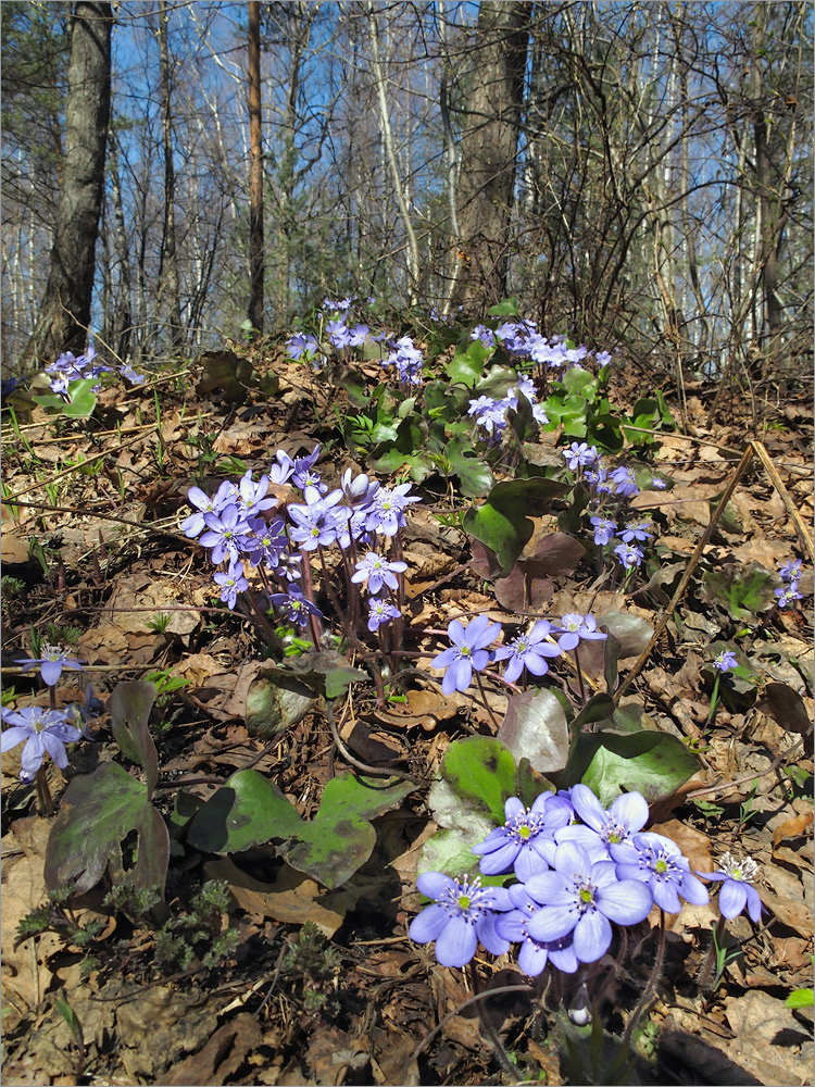 Image of Hepatica nobilis specimen.