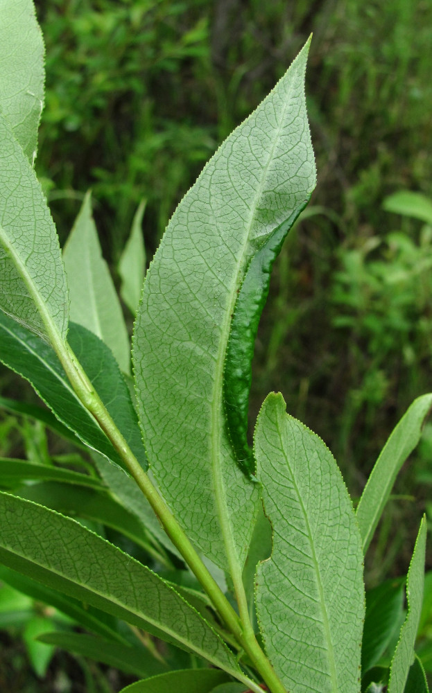 Image of Salix pentandra specimen.